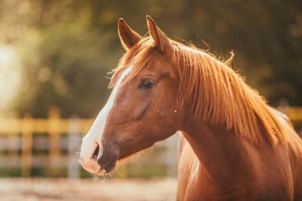 At Korkusu veya Hipofobi Olarak Anılan Durum