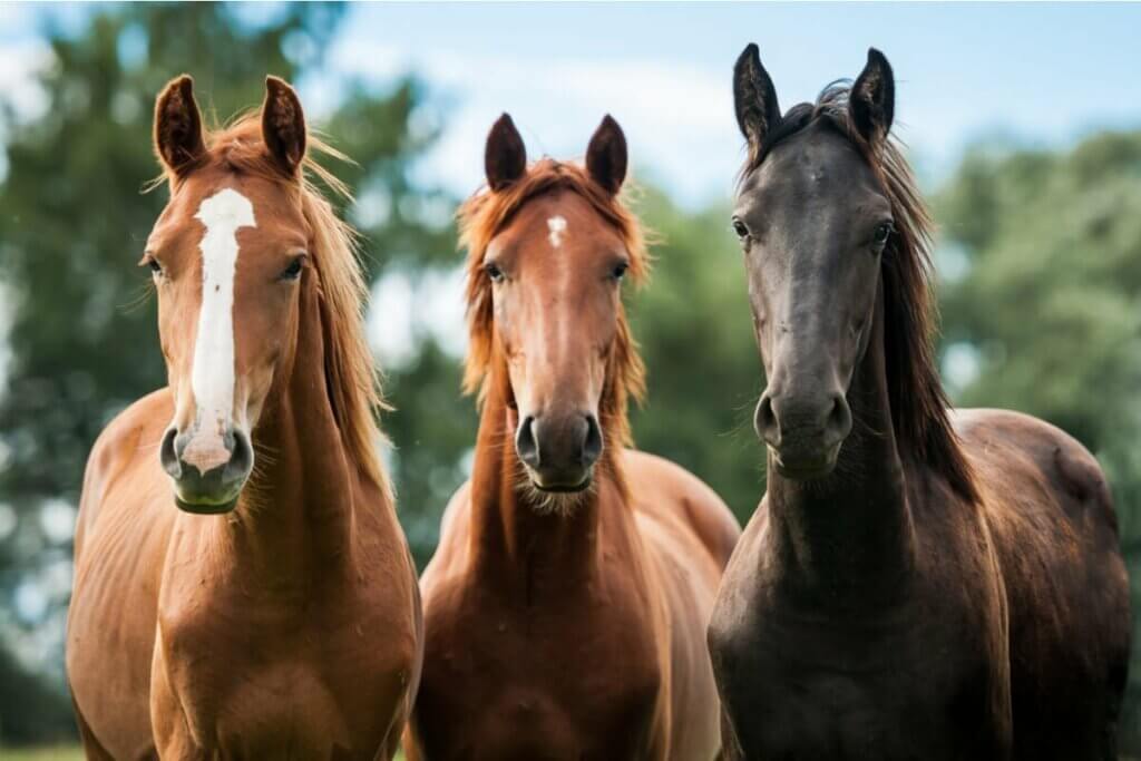 Atlar en iyi dostlarımız