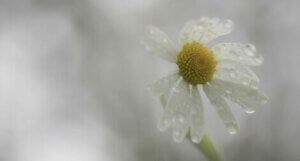 Zorluklar Herkesi Daha Dirençli Yapmaz