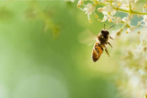 uçan arı ve arı korkusu abifobi