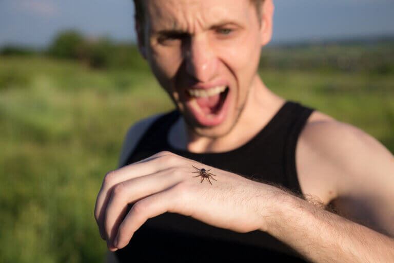 Araknofobi, Örümcek Korkusu
