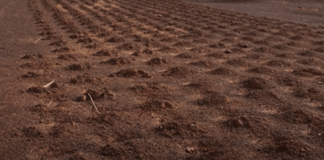 Yacouba Sawadogo Sahara Çölü'nde bitki yetiştirmeyi başarmış