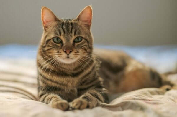 Kedi korkusu mantıklı bir durum mu?