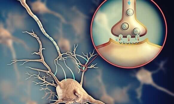 Asetilkolin: Nöronlar Arasındaki İletişimi Kolaylaştıran Nörotransmiter