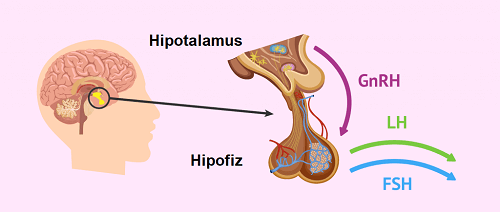 hipofiz