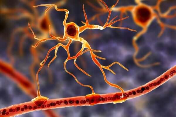 Glia Hücreleri: Beynin Fonksiyonel Temeli