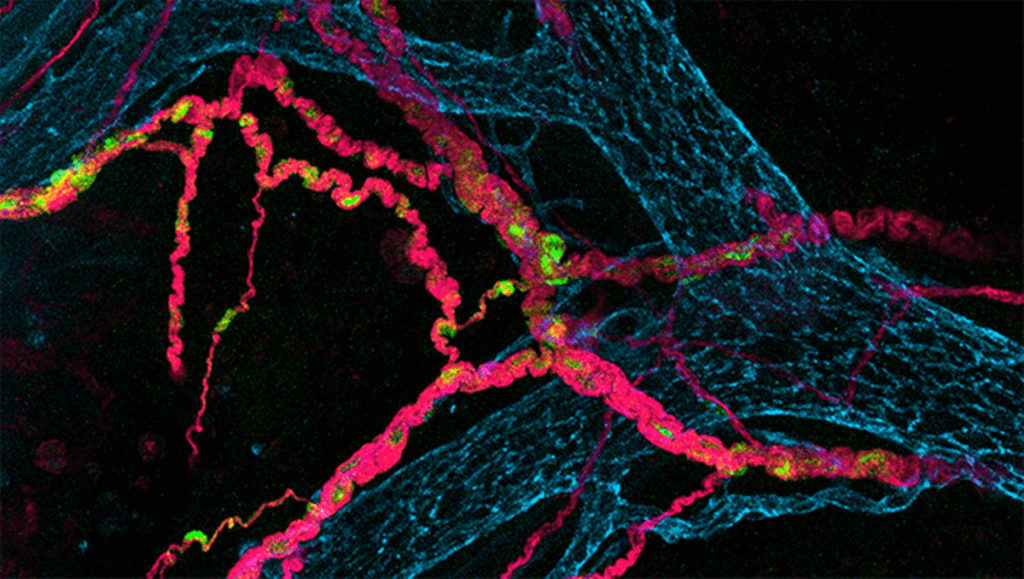 bağırsak sinirleri