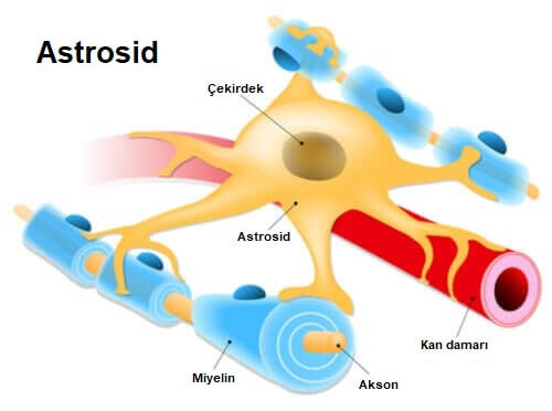Astrosit: Sinir Sisteminde Çoğalan Hücreler