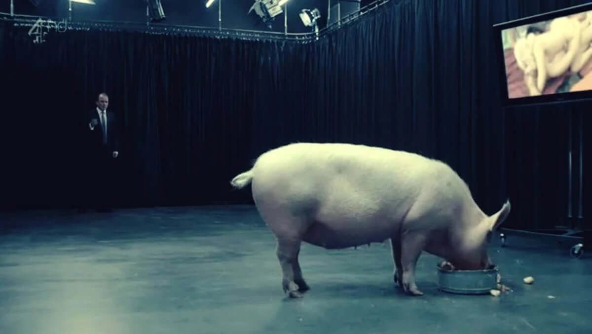 yemek yiyen domuza bakan adam