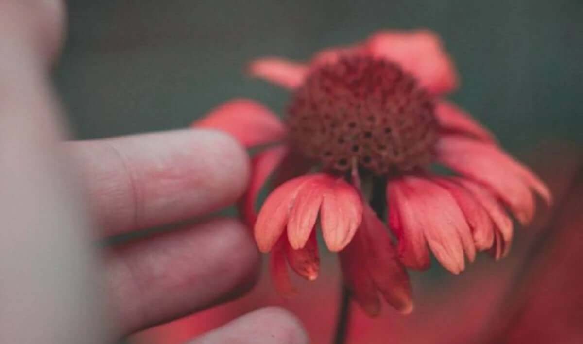 hasar görmüş çiçeğe uzanan eller