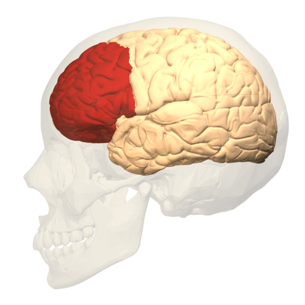 kafatası silüeti içinde beyin