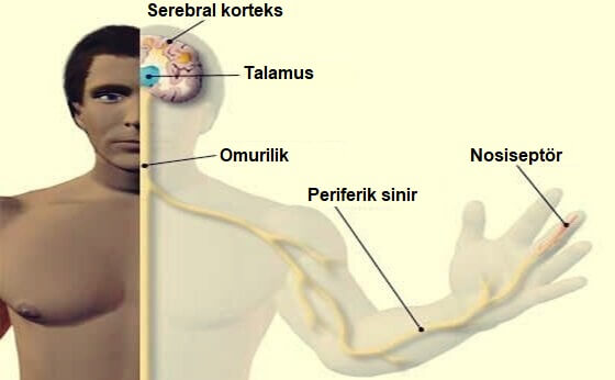 nosiseptör grafiği
