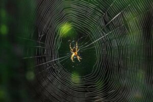 Rüyada Örümcek Görmek Ne Anlama Gelir?