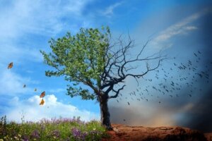 Çevre Sağlığının Önemi