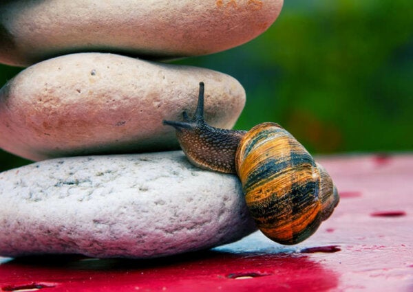 Albert Bandura'nın Öz Yeterlik Teorisi