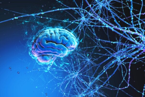 Beyin ve Evren Birçok Ortak Özelliği Paylaşıyor